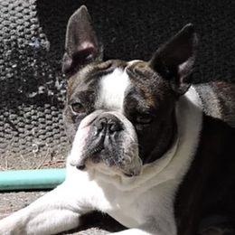 Boston Terriers from Lone Spur Boston’s