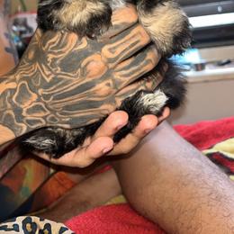 Queen - Black female Maltipoo puppy in Long Island, New York from Minipaws kennel