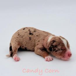 Candy Corn - Red merle female Aussiedoodle puppy in Cartersville, Georgia from Simply Blessed Doodles