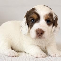 Dachshund Puppies from Cape Cod Doxies