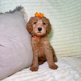 F1B Goldendoodle Coral - Red  female Goldendoodle puppy in Redding, California from Casa Delarosa Collective Poodles & Doodles
