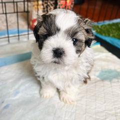 Bruiser - Brown male Shichon puppy in Pennsylvania from Manor Hills Shih Tzus