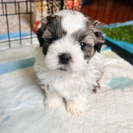 Bruiser - Brown male Shichon puppy in Pennsylvania from Manor Hills Shih Tzus