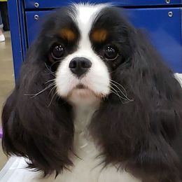 Aggie - Cavalier King Charles Spaniel