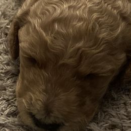 Boy 2 - Poodle puppy in Sherman, Texas from Ruth’s Poodles