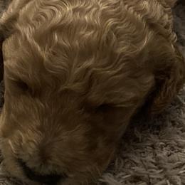 Boy 2 - Poodle puppy in Sherman, Texas from Ruth’s Poodles
