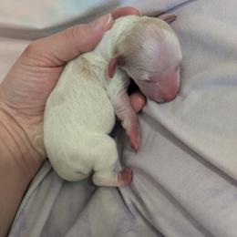 6 cream - Cream female Dachshund puppy in Central Point, Oregon from MRS Long Dog Ranch