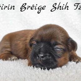 AKC Red Female (Hot Pink Collar) - Red female Shih Tzu puppy in Las Vegas, Nevada from Beirin Breige Shih Tzus