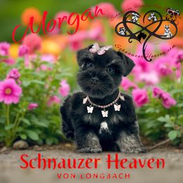 Morgan AKC - Black and silver female Miniature Schnauzer puppy in Pelzer, South Carolina from Schnauzer Heaven Von Longbach