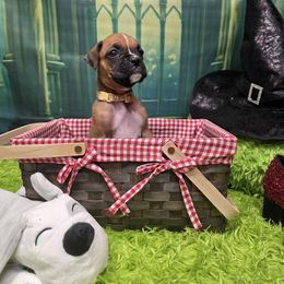 Yellow girl - Fawn female Boxer puppy in Farmington, Pennsylvania from Impression's Boxers