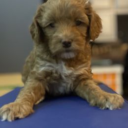 Australian Labradoodle Puppies from NoodleDoodles LLC