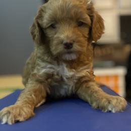 Australian Labradoodle Puppies from NoodleDoodles LLC