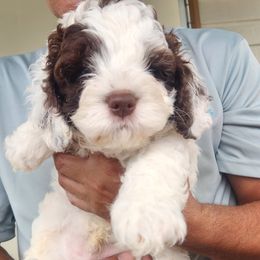 Turtle - Chocolate male Australian Labradoodle puppy in Ocala, Florida from Vinton Valley Australian Labradoodles