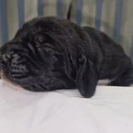 Basset Hound Puppies from Buck Wild 4 Bassets
