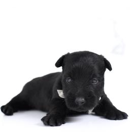 Sherlock - Black male Scottish Terrier puppy in Mount Joy, Pennsylvania from K&M Kennel