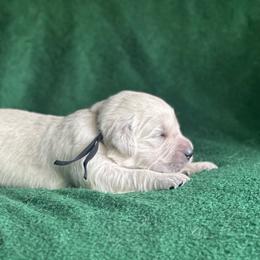 Boy pick 4 - Light golden male Golden Retriever puppy in Waterford, Pennsylvania from Living on Faiths Golden Retrievers
