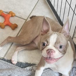 Aasta - Boston Terrier