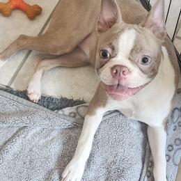 Aasta - Boston Terrier