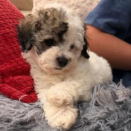 Charlie 'Prince Charming' - Parti male Maltipoo puppy in Chattanooga, Tennessee from Joy-fur puppies