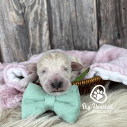 Clover - Cream male Companion Cross puppy in Utah County, Utah from Big Hearted Breeders