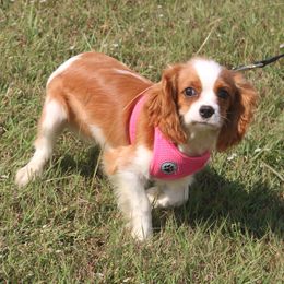 Baby Ruth - Blenheim female Cavalier King Charles Spaniel puppy in Leonard, Texas from Rising Star Kennels