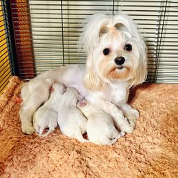Boo - Maltese