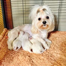 Boo - Maltese