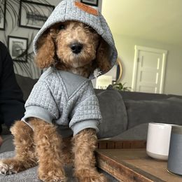 Goldendoodle Puppies from Puppy Love