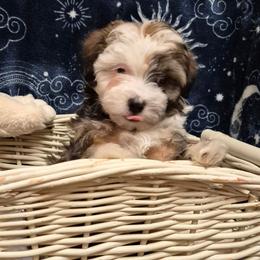 Girl 1 - Fawn brindle female Havanese puppy in Manchester, Texas from Mimi's Havanese