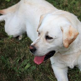 Winnie - Labrador Retriever