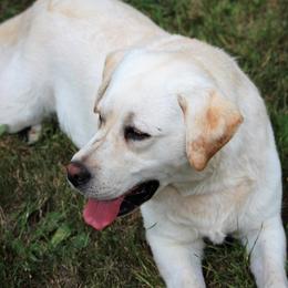 Winnie - Labrador Retriever