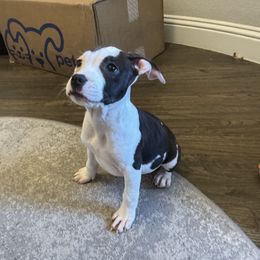 Ivy - Black American Staffordshire Terrier puppy in Fort Worth, Texas from Josiah Carter