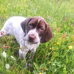 German Shorthaired Pointer Puppies from Redrock German Shorthaired Pointers