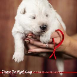 Red Collar Boy - White male Berger Blanc Suisse puppy in Chestnut, Illinois from Fireside Fernweh