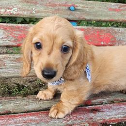 Dachshund Puppies from Watsons Dachshunds