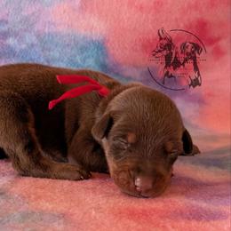 Female 4 - Red Collar - Red and rust female Doberman Pinscher puppy in Spencer, Indiana from Jackson's Dobermans
