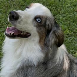 Ghost - Miniature Australian Shepherd