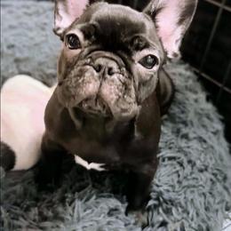 Ariel - Brindle female French Bulldog puppy in Summerville, South Carolina from Pryde French Bulldogs