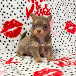 Chomper - Silver male Chihuahua puppy in Anderson, South Carolina from Lil Treasures Chihuahuas