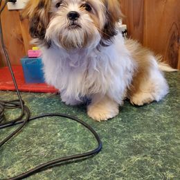 Maggie - Shih Tzu