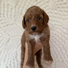 Peaches - Red  female Goldendoodle puppy in Sacramento, California from GoldenDoodle Love