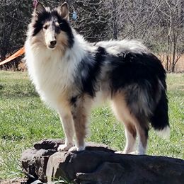 Harvey Dent - Blue merle white and tan Collie puppy in Campbell County, Virginia from StarCollies