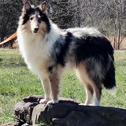 Harvey Dent - Blue merle white and tan Collie puppy in Campbell County, Virginia from StarCollies