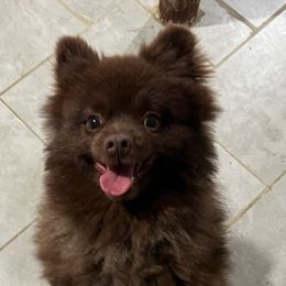 Bentley Whelan - Pomeranian