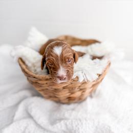 Fig - Red  male Goldendoodle puppy in Greencastle, Indiana from Willow & Co.