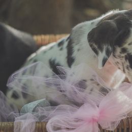 Great Danes from S&D's Gentle Giants