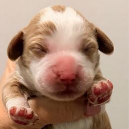 Boy 2 - Red  male Goldendoodle puppy in Bradenton, Florida from Christianna’s Mini Goldendoodles
