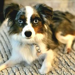 Jazzi - Miniature Australian Shepherd
