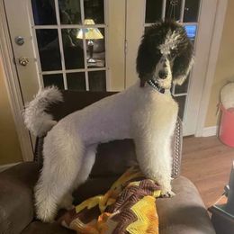 Poodle All Grown Up from Alexander’s Standard Poodles