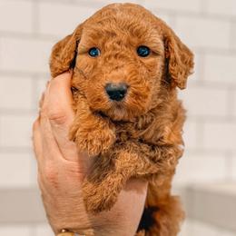 Boots - Red  male Goldendoodle puppy in Iola, Texas from Supreme Doodles of Texas